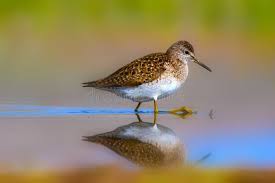 Attēlu rezultāti vaicājumam “Actitis hypoleucos”