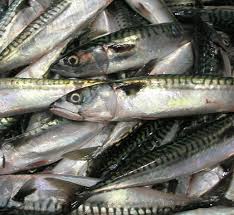 Image result for Scomber scombrus