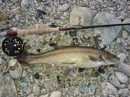 Image result for Mylopharodon conocephalus