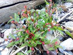 Attēlu rezultāti vaicājumam “Persicaria maculosa”
