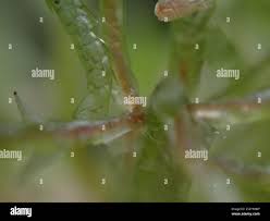 Attēlu rezultāti vaicājumam “Sphagnum teres”