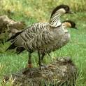 Hawaii State Bird - NENE (Hawaiian Goose)