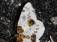 Attēlu rezultāti vaicājumam “Abraxas sylvata”