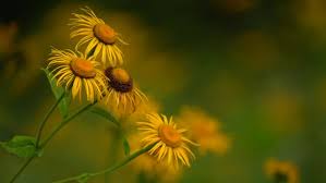 Image result for Telekia speciosa