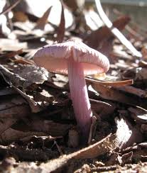 Attēlu rezultāti vaicājumam “Diderma spumarioides young”