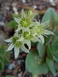 Attēlu rezultāti vaicājumam “Jovibarba globifera bud”