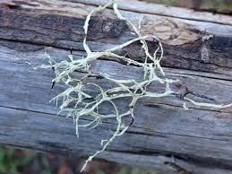 Attēlu rezultāti vaicājumam “Ramalina farinacea”