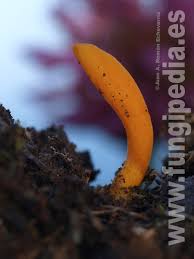 Attēlu rezultāti vaicājumam “Clavulinopsis helvola”