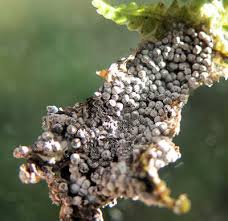 Attēlu rezultāti vaicājumam “Badhamia lilacina”