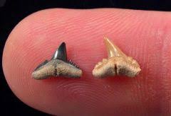 Image result for Carcharhinus albimarginatus