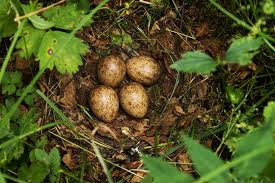 Attēlu rezultāti vaicājumam “Scolopax rusticola nest”
