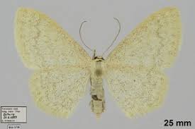 Attēlu rezultāti vaicājumam “Scopula floslactata imago”