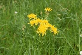 Attēlu rezultāti vaicājumam “Crepis biennis leaf”