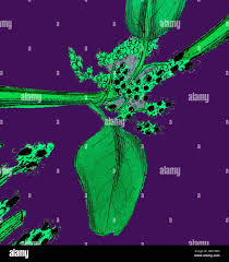 Attēlu rezultāti vaicājumam “Chenopodium polyspermum var. acutifolium”