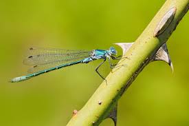 Attēlu rezultāti vaicājumam “Lestes dryas male”
