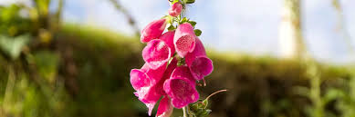 Image result for Fingerhut rot