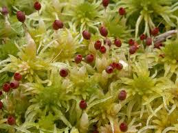 Attēlu rezultāti vaicājumam “Sphagnum balticum”