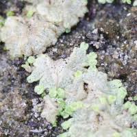 Attēlu rezultāti vaicājumam “Riccia cavernosa”