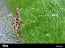 Attēlu rezultāti vaicājumam “Crex crex adult”