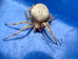 Attēlu rezultāti vaicājumam “Araneus quadratus female”