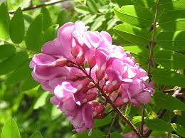 Attēlu rezultāti vaicājumam “Robinia neomexicana”