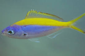 Image result for Siganus rivulatus