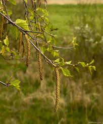 Attēlu rezultāti vaicājumam “Betula pendula flower”