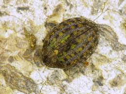 Attēlu rezultāti vaicājumam “Cytilus sericeus”