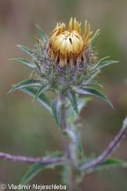 Attēlu rezultāti vaicājumam “Carlina biebersteinii fruit”