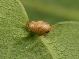 Attēlu rezultāti vaicājumam “Neuroterus albipes”