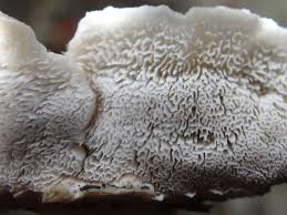 Attēlu rezultāti vaicājumam “Postia caesia”