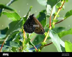 Attēlu rezultāti vaicājumam “Oeneis jutta”