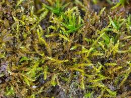 Attēlu rezultāti vaicājumam “Conardia compacta”