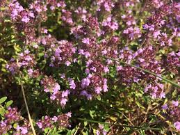 Attēlu rezultāti vaicājumam “Thymus serpyllum flower”