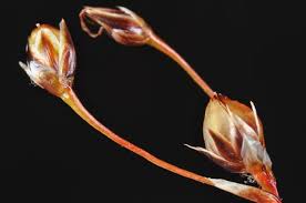 Attēlu rezultāti vaicājumam “Luzula pilosa”