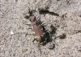 Attēlu rezultāti vaicājumam “Cicindela sylvatica”