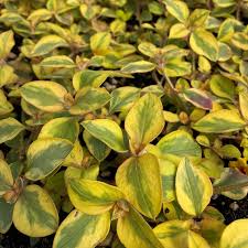 Attēlu rezultāti vaicājumam “Xylita laevigata”