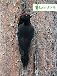 Attēlu rezultāti vaicājumam “Dryocopus martius”