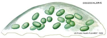 Attēlu rezultāti vaicājumam “Cyanophyta”