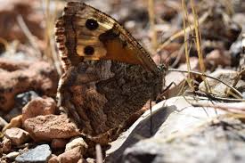 Attēlu rezultāti vaicājumam “Hipparchia semele”