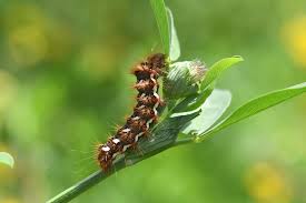 Attēlu rezultāti vaicājumam “Acronicta rumicis imago”