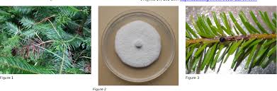 Attēlu rezultāti vaicājumam “Neonectria fuckeliana”