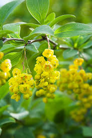 Attēlu rezultāti vaicājumam “Berberis vulgaris flower”