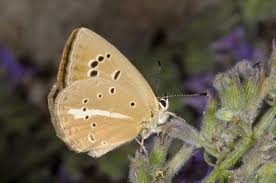 Attēlu rezultāti vaicājumam “Agrodiaetus amandus female”