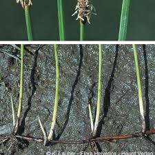 Attēlu rezultāti vaicājumam “Eleocharis uniglumis fruit”
