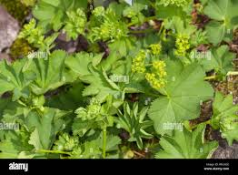 Attēlu rezultāti vaicājumam “Alchemilla vulgaris aggr.”