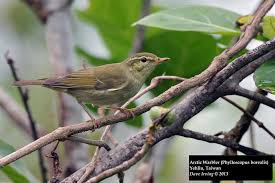 Image result for Phylloscopus borealis