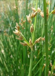 Attēlu rezultāti vaicājumam “Schoenoplectus lacustris subsp. glaucus flower”