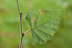 Attēlu rezultāti vaicājumam “Betula pubescens”