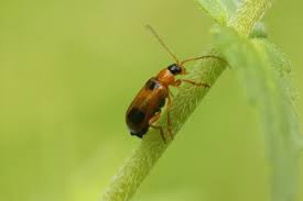 Attēlu rezultāti vaicājumam “Phyllobrotica quadrimaculata”